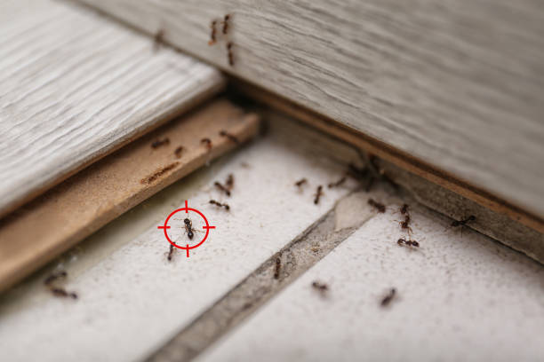 Best Pest Inspection Near Me  in Waverly, MI